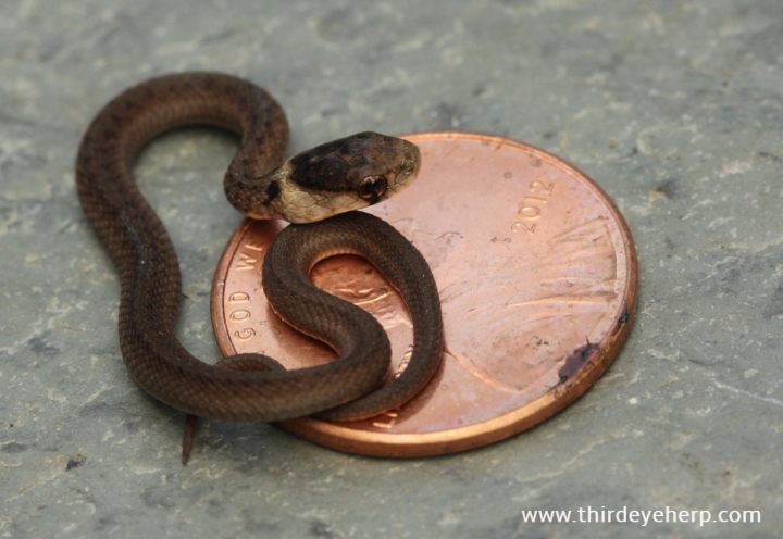 DeKay's Brown Snake